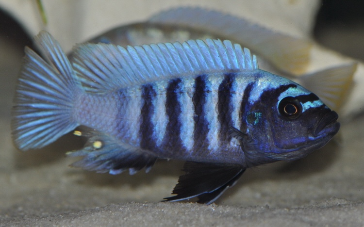 Cynotilapia sp. 'chinyankwazi' Chinyankwazi Island